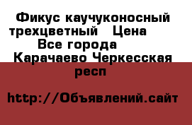 Фикус каучуконосный трехцветный › Цена ­ 500 - Все города  »    . Карачаево-Черкесская респ.